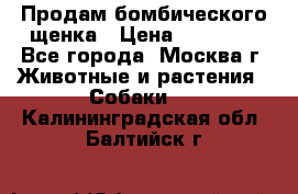 Продам бомбического щенка › Цена ­ 30 000 - Все города, Москва г. Животные и растения » Собаки   . Калининградская обл.,Балтийск г.